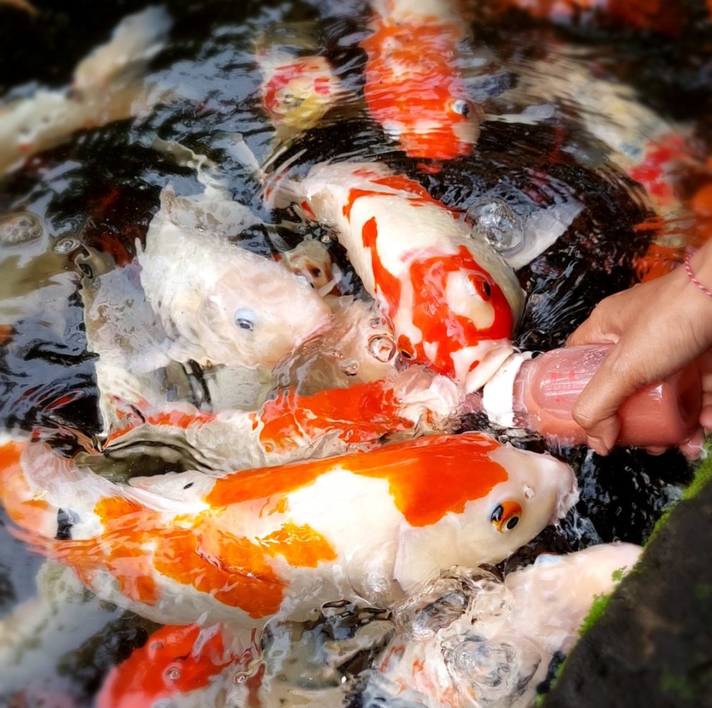 Koi