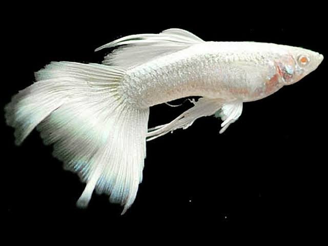 Albino White Guppy