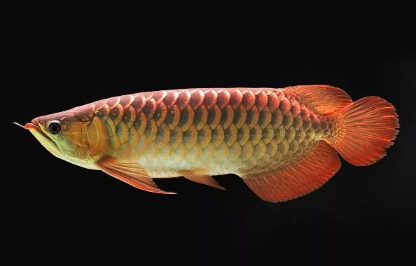 Arowana