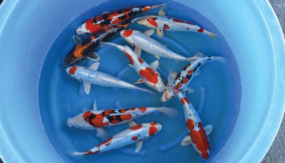 Japanese Koi